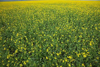 央视网2021彩蛋版清明上河图 EDG夺冠《黑神话》等在内